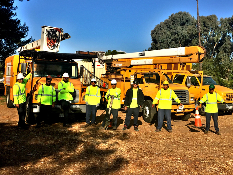 Professional Tree Service Jimmie's Tree Service Long Beach, CA